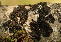 Collema furfuraceum image