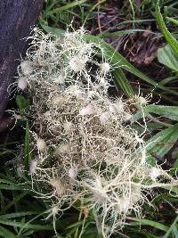 Usnea intermedia image