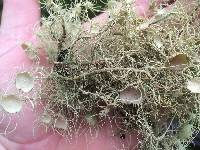 Usnea intermedia image