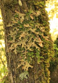 Lobaria pulmonaria image