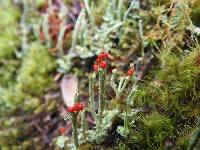 Cladonia cristatella image