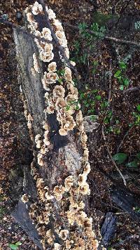 Trametes versicolor image