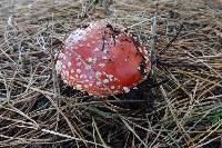Amanita muscaria image