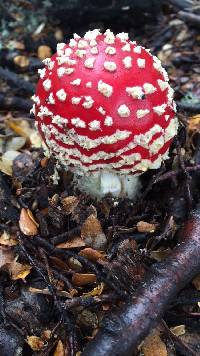 Amanita muscaria image