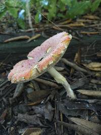 Amanita muscaria image