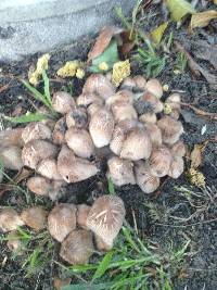 Coprinellus micaceus image