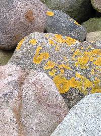 Xanthoria parietina var. parietina image