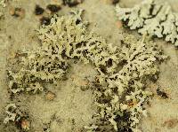 Physcia adscendens image