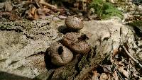 Lycoperdon pyriforme image