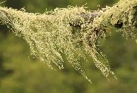 Ramalina menziesii image