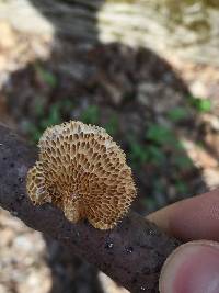 Polyporus alveolaris image