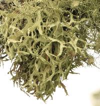 Evernia prunastri image