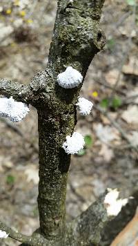 Schizophyllum commune image