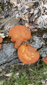 Pycnoporus cinnabarinus image