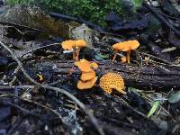 Favolaschia calocera image