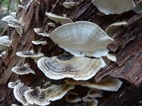 Trametes versicolor image