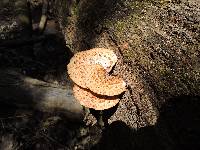 Polyporus squamosus image