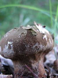 Calvatia craniiformis image