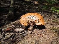 Polyporus squamosus image