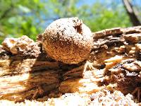 Polyporus squamosus image