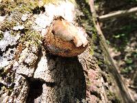 Polyporus squamosus image