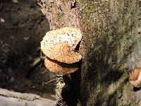 Polyporus squamosus image