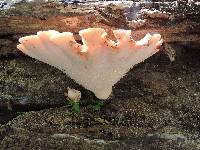 Polyporus squamosus image