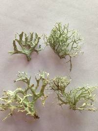 Evernia prunastri image