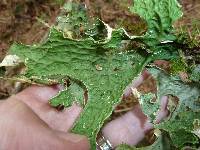 Lobaria pulmonaria image