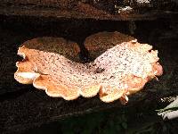 Polyporus squamosus image