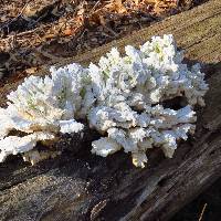 Laetiporus sulphureus image