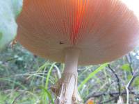 Amanita muscaria image