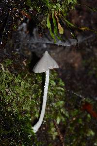 Entoloma canoconicum image