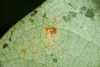 Puccinia coprosmae image