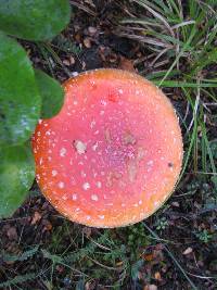 Amanita muscaria image