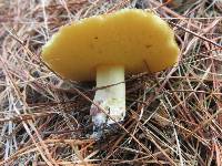 Suillus granulatus image