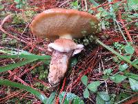 Suillus luteus image