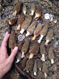 Morchella importuna image