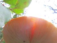 Amanita muscaria image