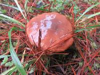 Suillus luteus image