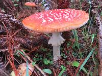 Amanita muscaria image
