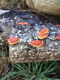 Pycnoporus coccineus image