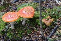 Chalciporus piperatus image