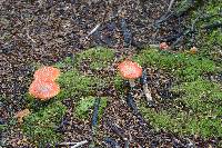 Amanita muscaria image