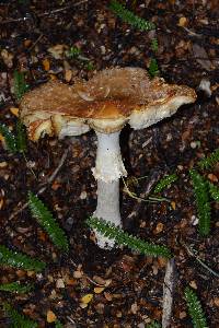 Amanita muscaria image