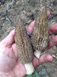 Morchella importuna image