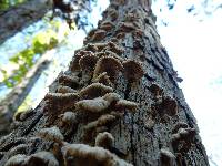 Schizophyllum commune image