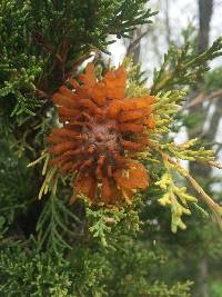 Gymnosporangium juniperi-virginianae image