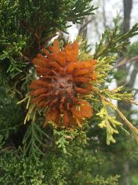 Gymnosporangium juniperi-virginianae image