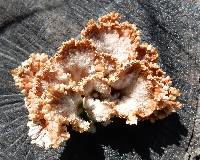 Schizophyllum commune image